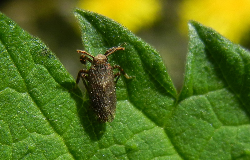 delfacide: Asiraca clavicornis